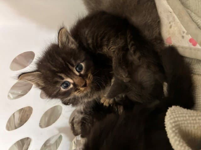 Fiddle - Domestic Short Hair