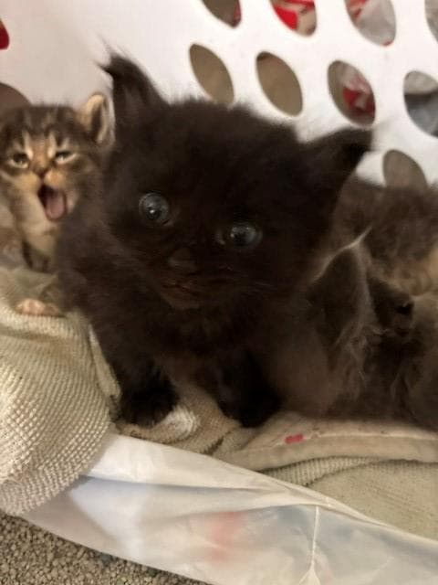 Fern - Domestic Short Hair