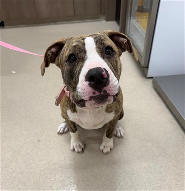 Penny - Pit Bull Terrier