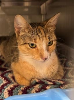 Sophie image 1
