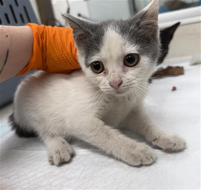 Narene - Domestic Short Hair