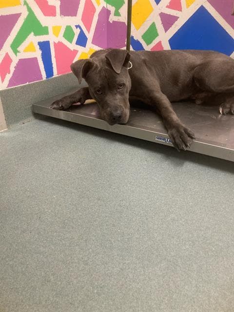 Julius - Pit Bull Terrier