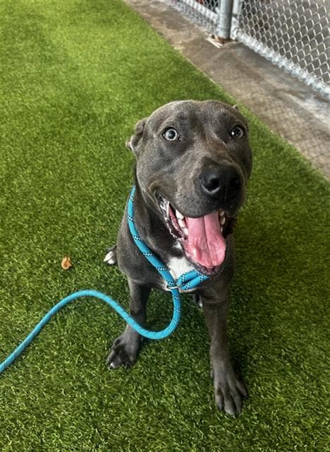 Julius - Pit Bull Terrier