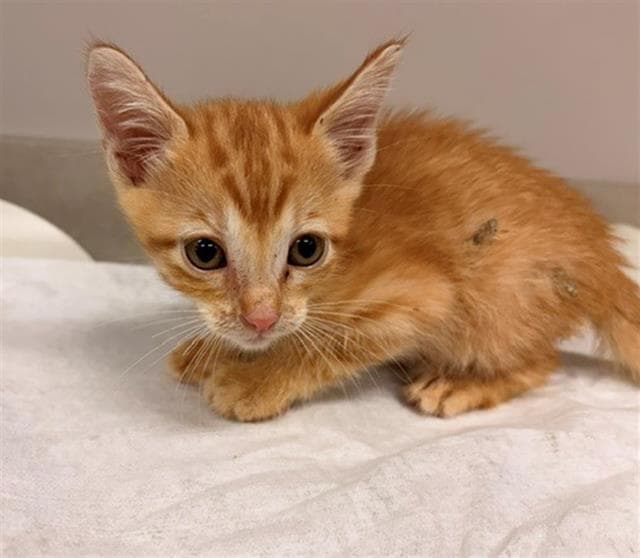 Jax - Domestic Short Hair