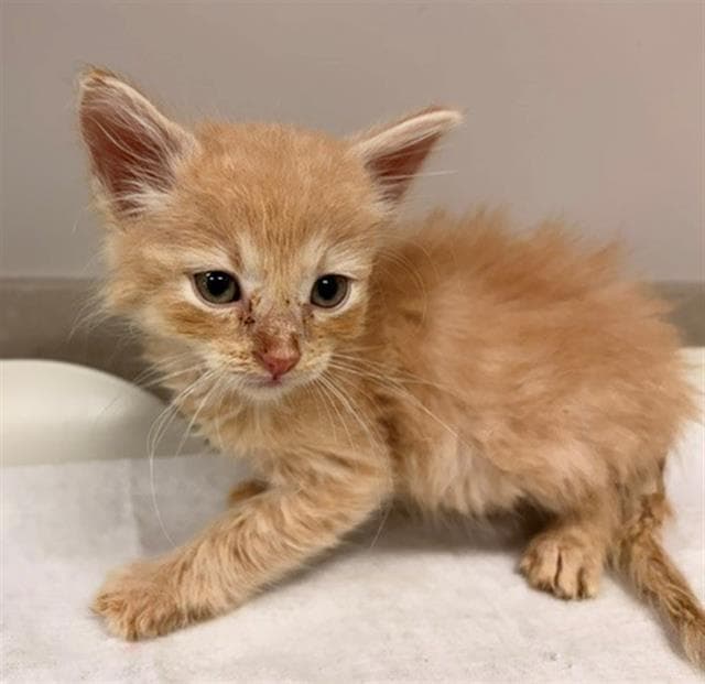 Bubble - Domestic Short Hair