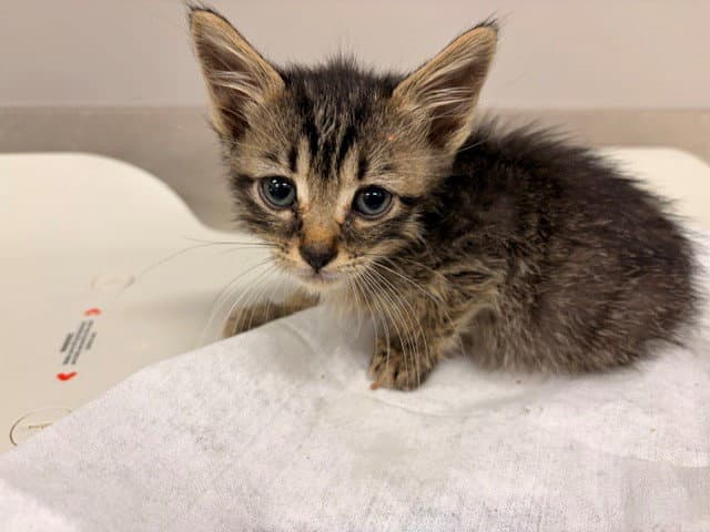 Kinger - Domestic Short Hair