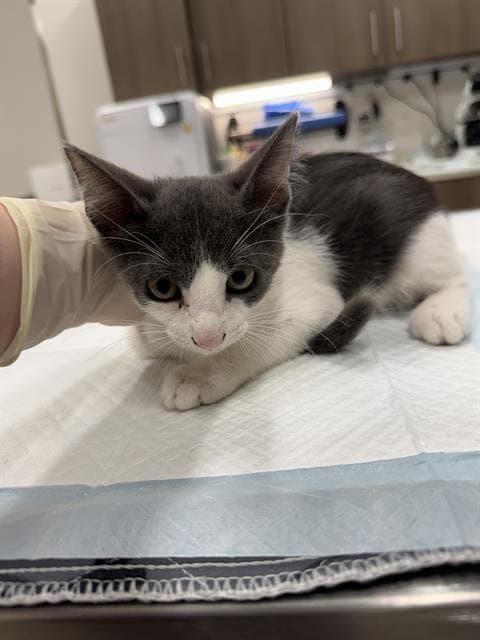 Tomato - Domestic Short Hair