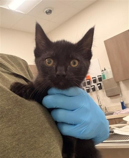 Honeybun - Domestic Medium Hair