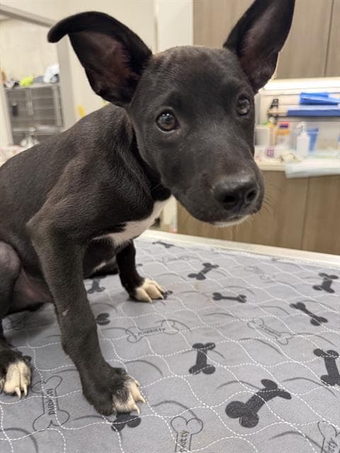 Bruce Wayne - American Pit Bull Terrier