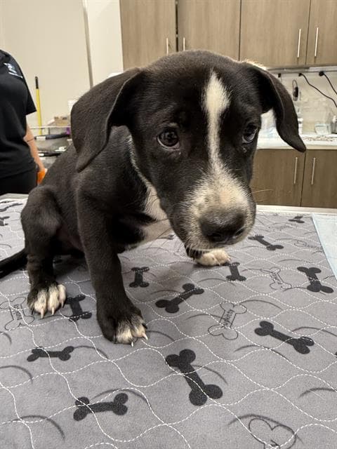 Clark Kent - American Pit Bull Terrier