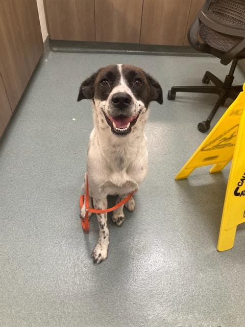 Bella - Border Collie
