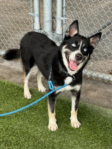 Gambit - Husky