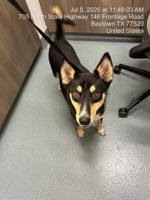 Moby - Siberian Husky
