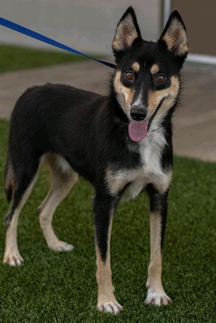 Moby - Siberian Husky