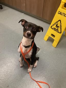 Sammy image 1