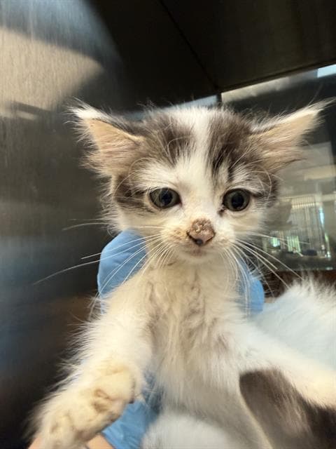 Oreo - Domestic Medium Hair