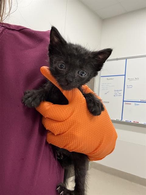 Yuno - Domestic Short Hair