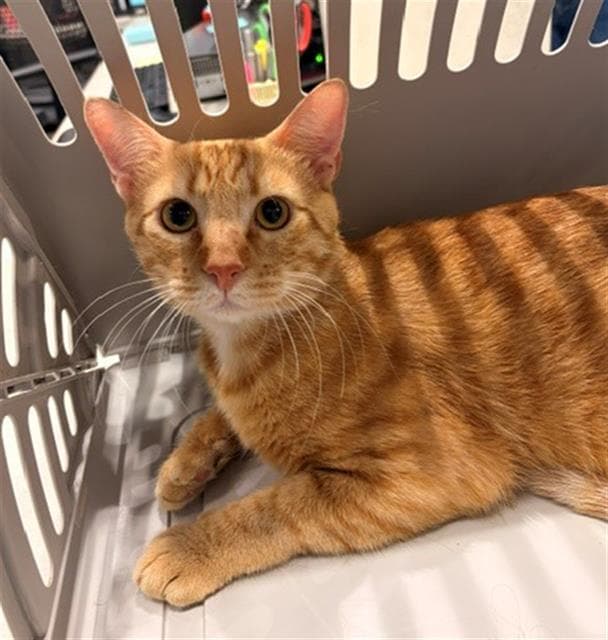 Dezi - Domestic Short Hair