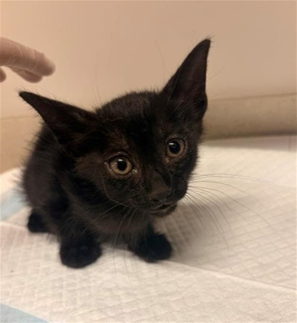 Vincent - Domestic Short Hair
