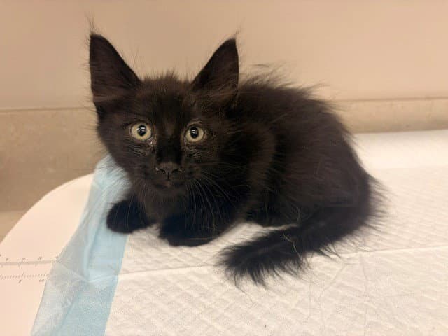 Alistair - Domestic Short Hair