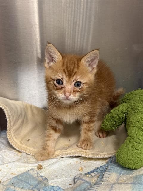 Colby - Domestic Short Hair