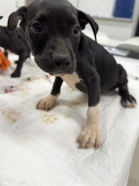 Weevil - Pit Bull Terrier