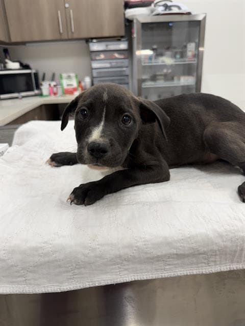 Beetle - Pit Bull Terrier