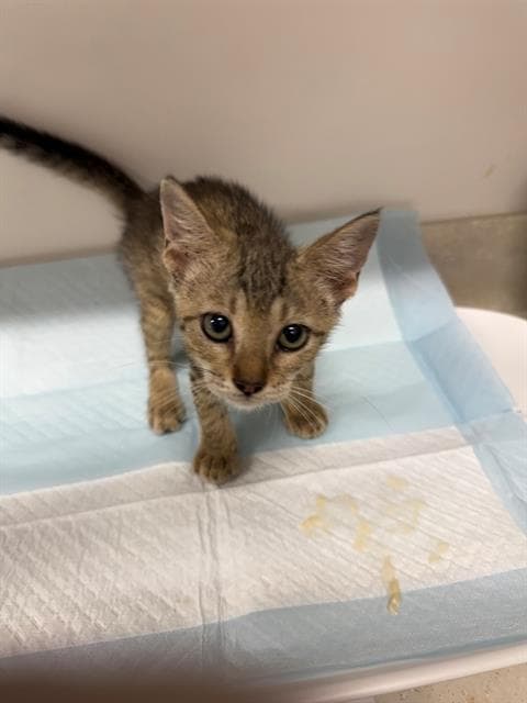 Hazelnut - Domestic Short Hair