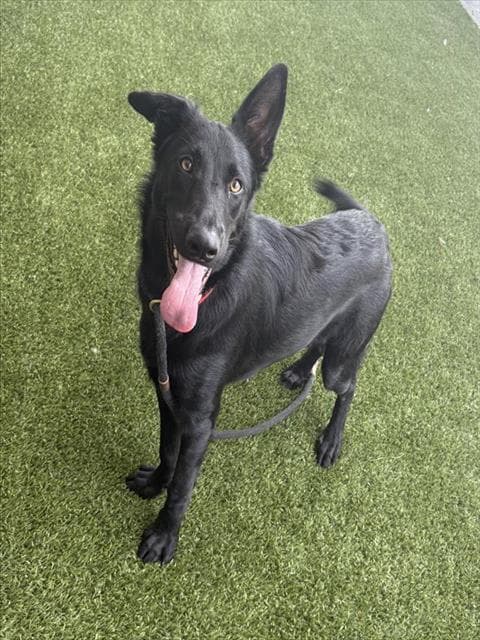 Wrangler - German Shepherd Dog