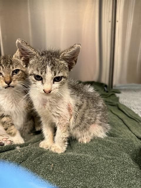 Subcutaneous - Domestic Short Hair