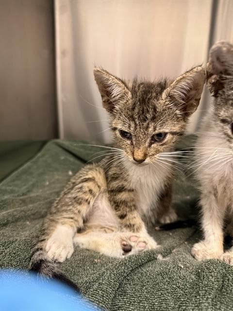 Intravenous - Domestic Short Hair