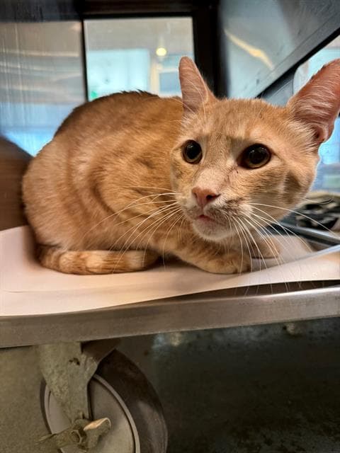 Oscar - Domestic Short Hair