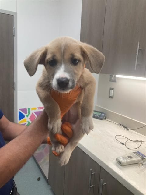 Eeny - Labrador Retriever