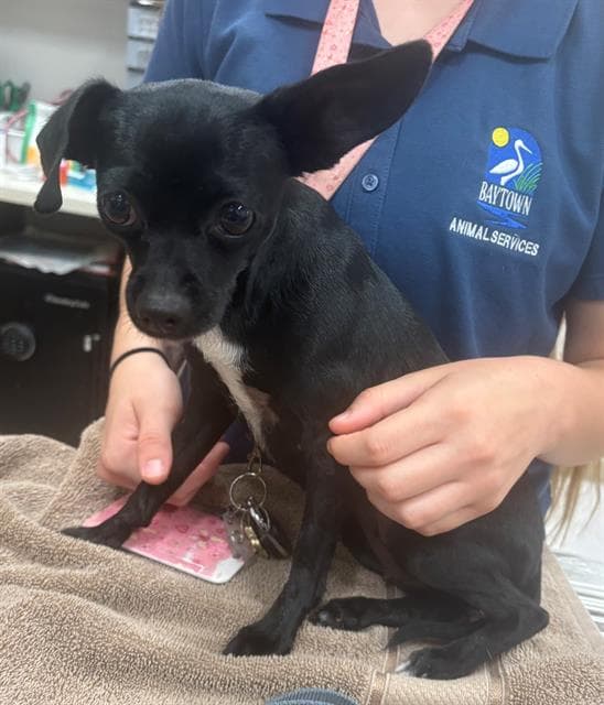 Jenny - Chihuahua