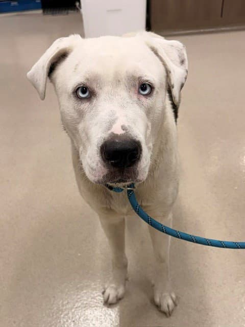 Snowy - American Pit Bull Terrier