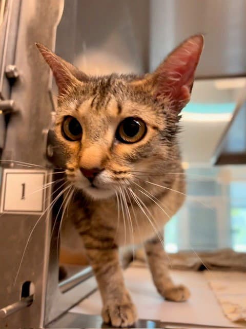 Mouse - Domestic Short Hair