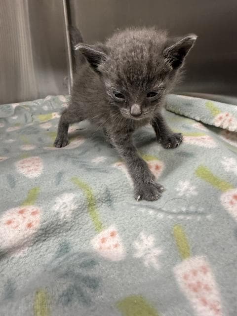 Whitney - Domestic Short Hair