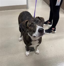 Lexi image 1