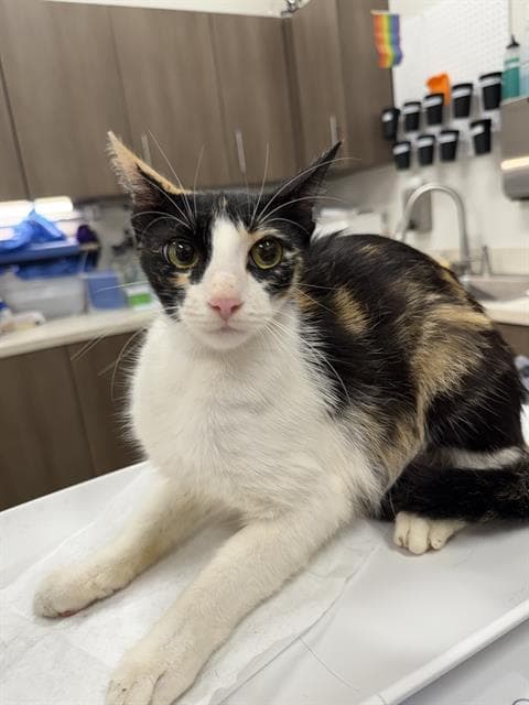 Angelou - Domestic Short Hair