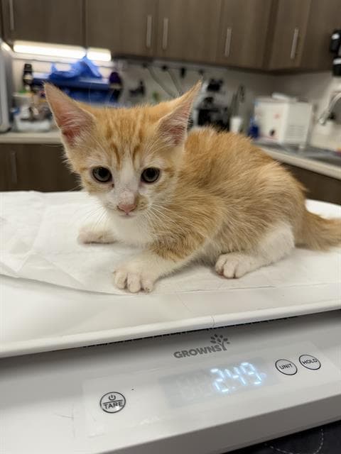 Tiny - Domestic Short Hair