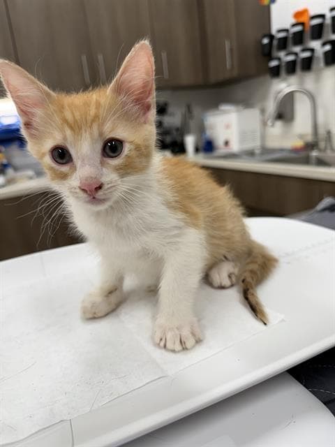 Winslow - Domestic Short Hair