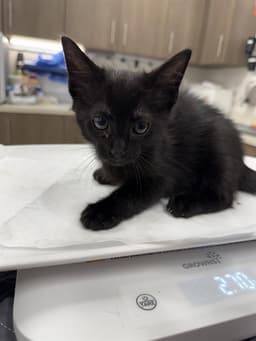 Otis image 1