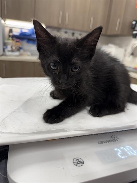 Otis - Domestic Short Hair