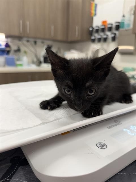 Baby Firefly - Domestic Short Hair