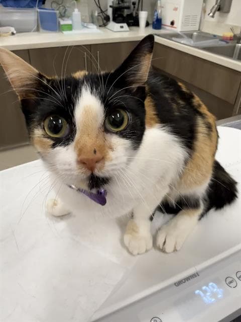 Maya - Domestic Short Hair