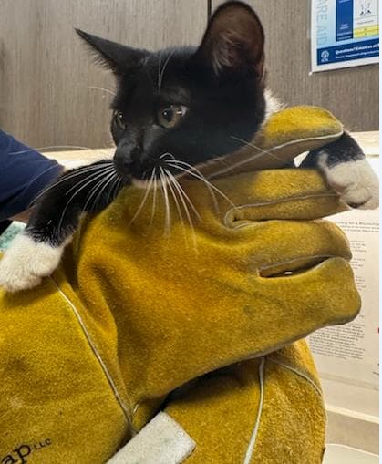 Sea Turtle - Domestic Short Hair
