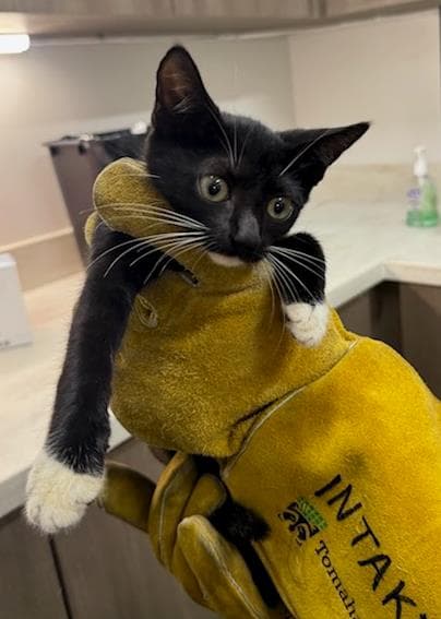 Orca - Domestic Short Hair