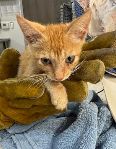 Stingray - Domestic Short Hair