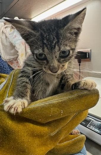 Lobster - Domestic Short Hair