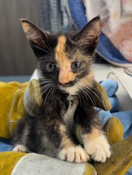 Seastar - Domestic Short Hair